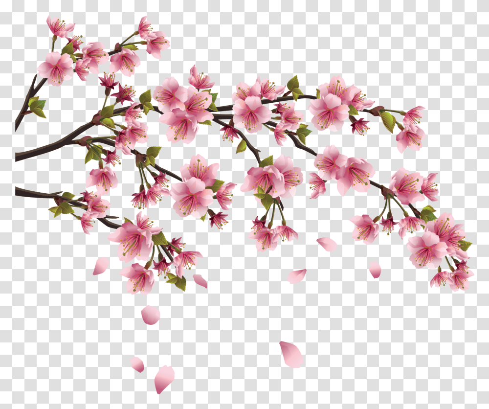 Download Hd Sakura Image Background Cherry Blossom Chinese Flower Drawing, Plant, Petal, Geranium Transparent Png