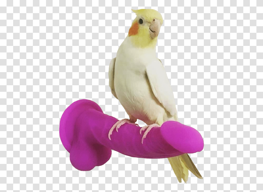 Download Hd Samoa Joe Dirt Bird Perched On Dildo Bird Perched On Dildo, Animal, Parrot, Snowman, Winter Transparent Png