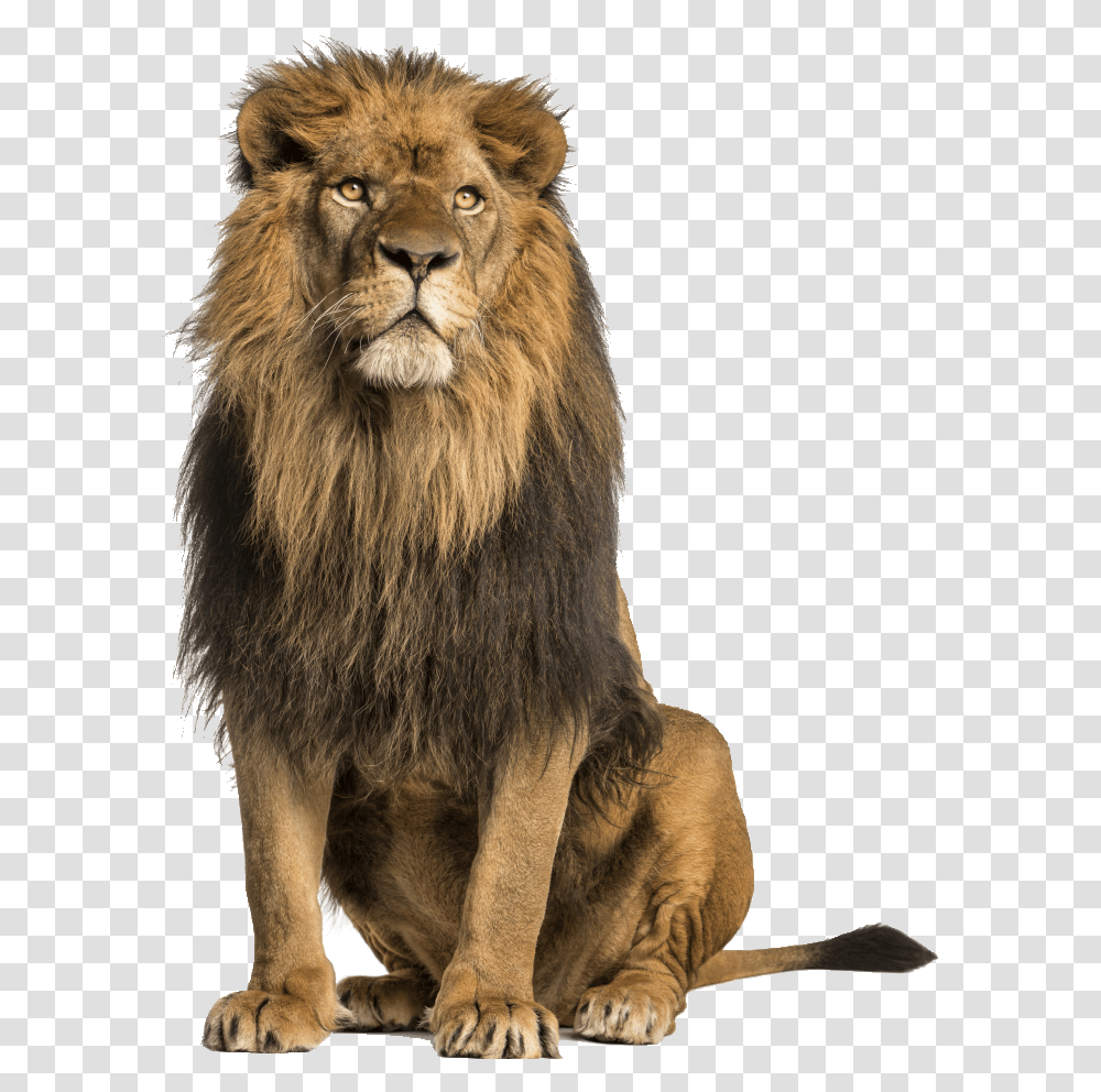 Download Hd Save Animals Oregon Sitting Lions Lion, Wildlife, Mammal Transparent Png
