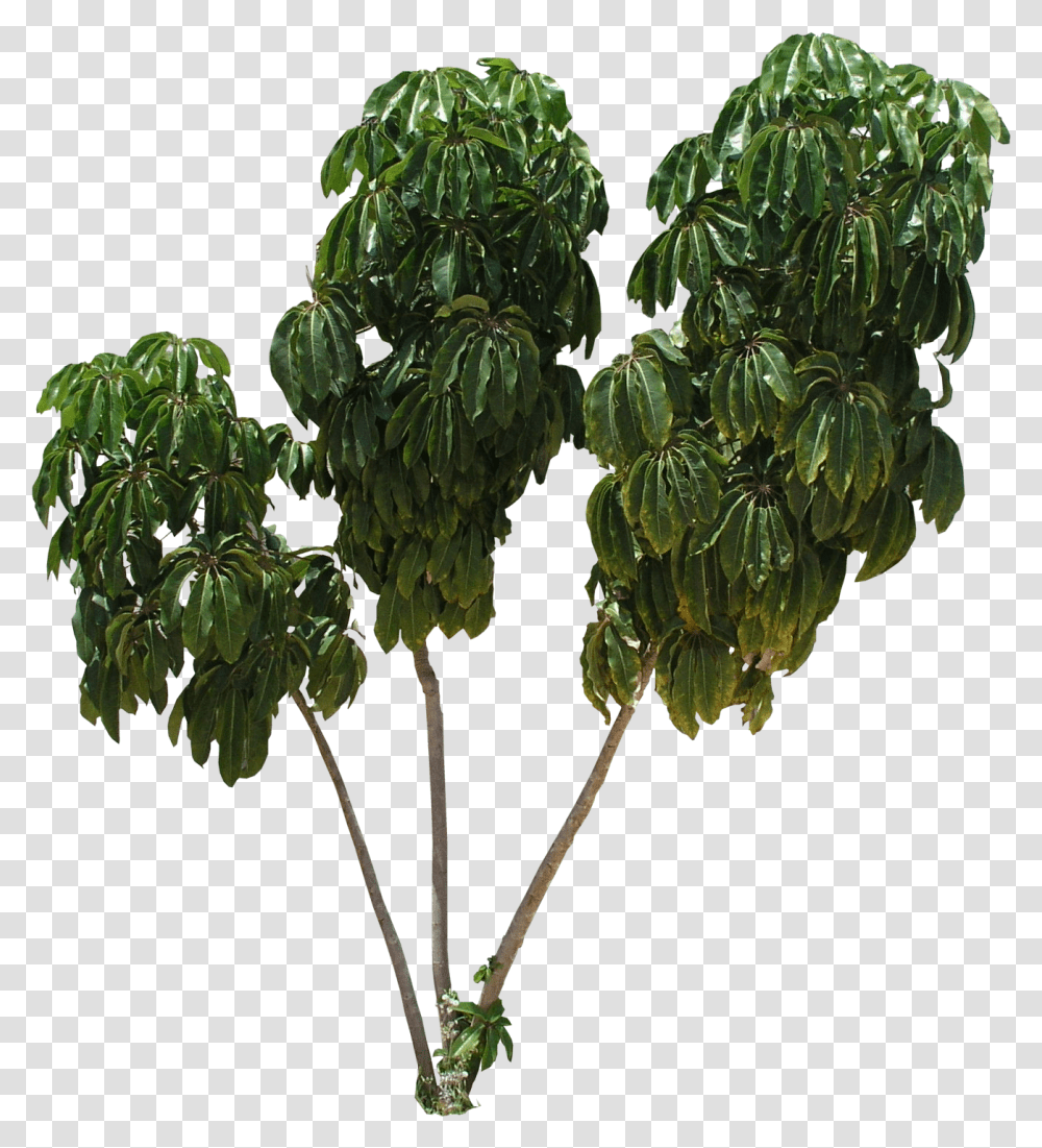 Download Hd Schefflera Tree Texture Schefflera Actinophylla, Plant, Bush, Vegetation, Outdoors Transparent Png