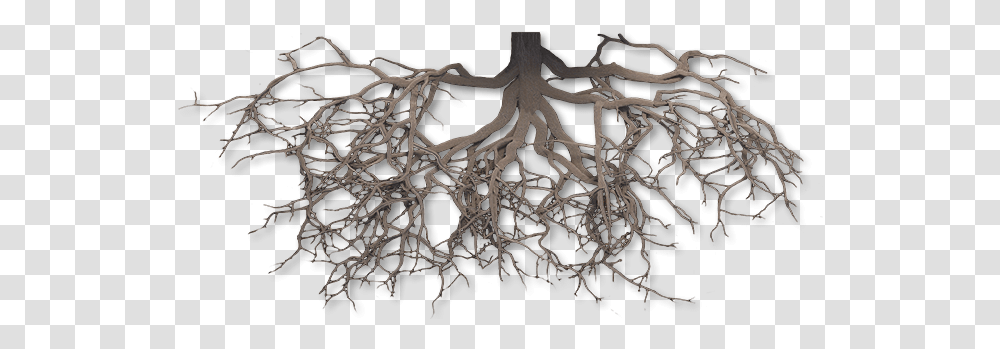 Download Hd Scientific Medical Roots Tree, Plant, Produce, Food Transparent Png