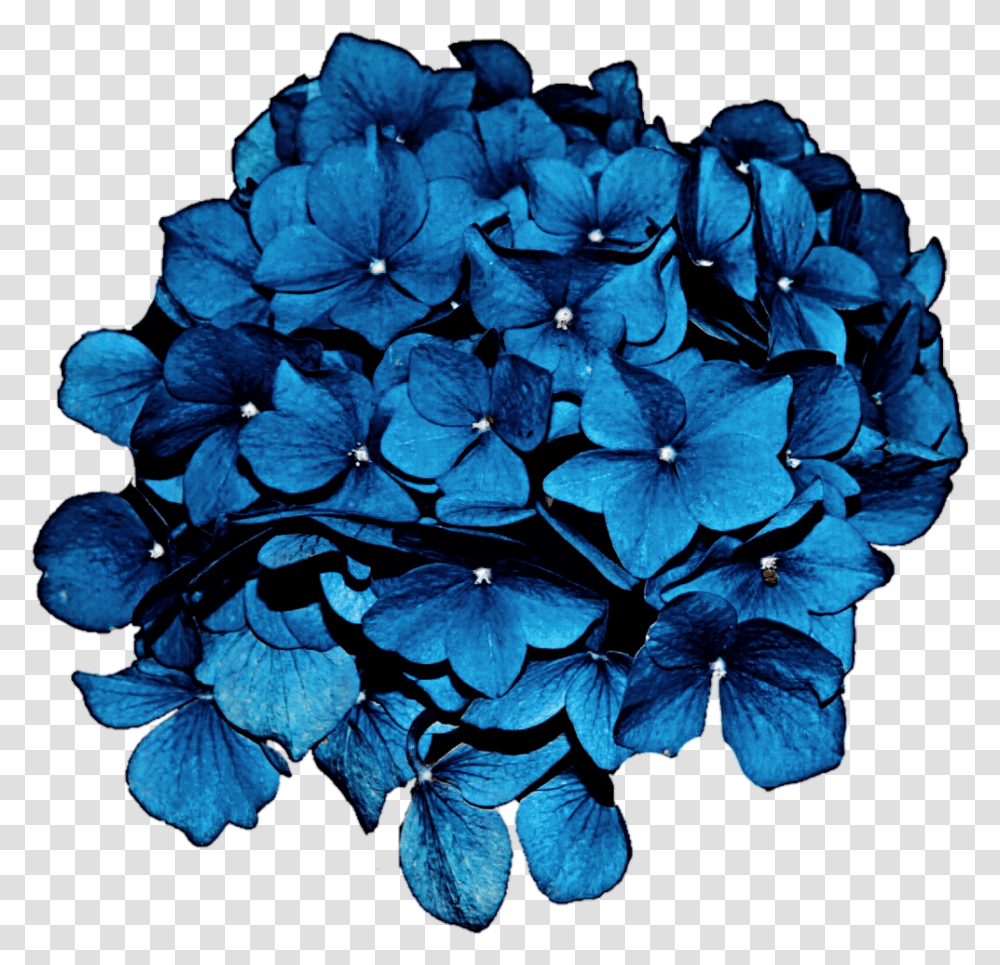 Download Hd Sea Blue Hydrangea Clipart Blue Hydrangea, Geranium, Flower, Plant, Blossom Transparent Png