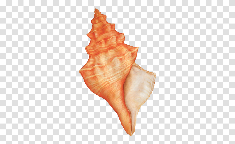 Download Hd Sea Shells Watercolor Image Concha Do Mar, Seashell, Invertebrate, Sea Life, Animal Transparent Png