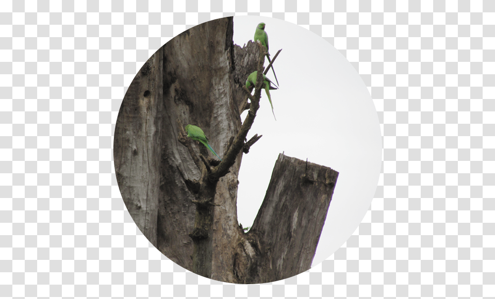 Download Hd Share Tree Stump Image Parrots, Bird, Animal, Parakeet, Beak Transparent Png
