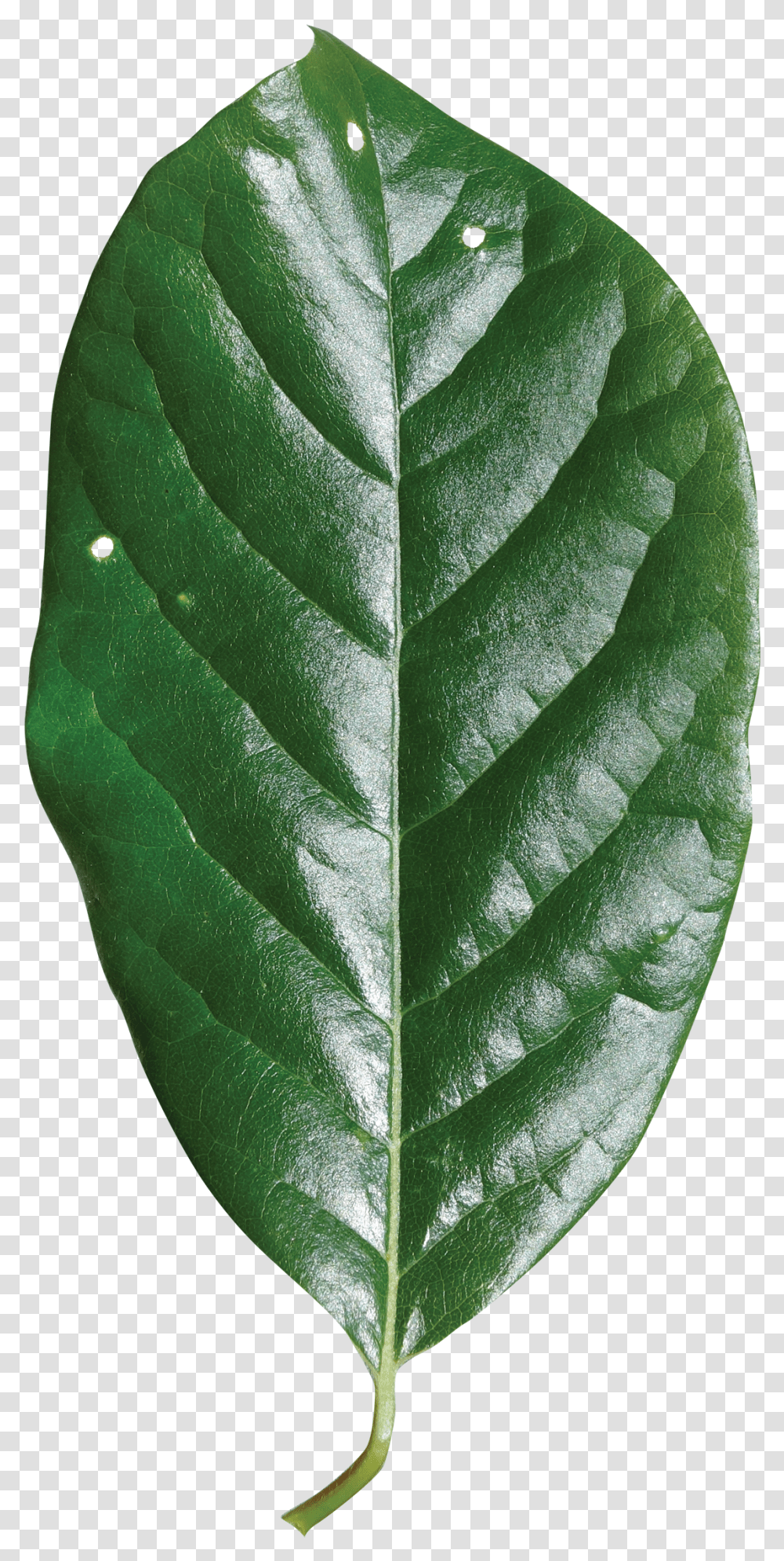 Download Hd Single Green Leaf White Walnut Black Gum Tree Leaves, Plant, Veins, Pineapple, Fruit Transparent Png