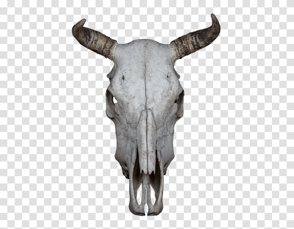 Download Hd Skull Bone Beef Animal Skull Background, Archaeology, Soil, Bull, Mammal Transparent Png