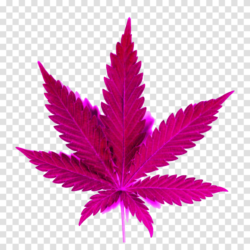 Download Hd Smoke Clipart Tumblr Weed, Leaf, Plant, Maple Leaf, Purple Transparent Png