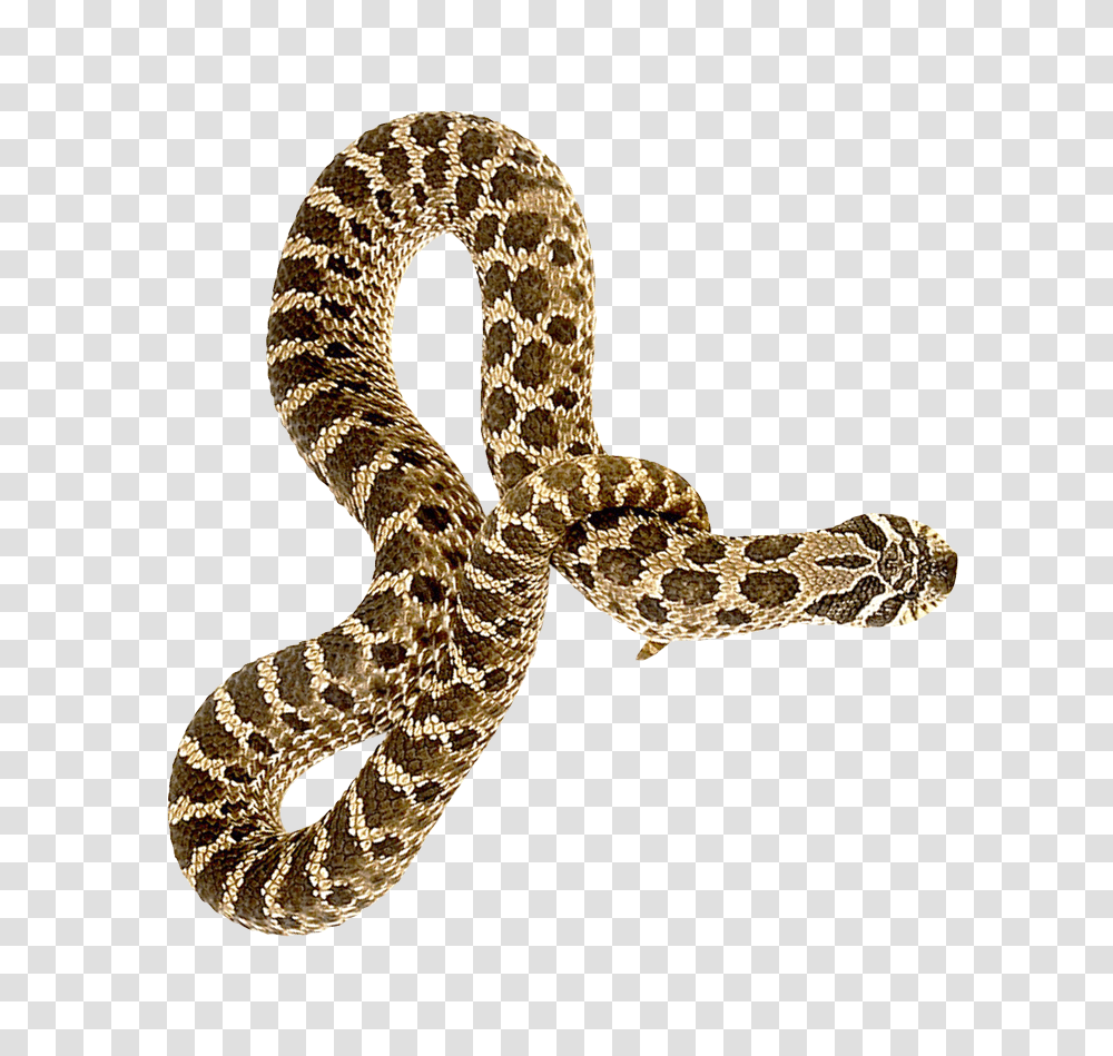 Download Hd Snake Image Snake, Reptile, Animal, Rattlesnake, Scarf Transparent Png