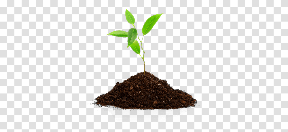 Download Hd So Neither The One Who Plants Nor Planting Trees Background, Soil, Sprout, Leaf, Root Transparent Png