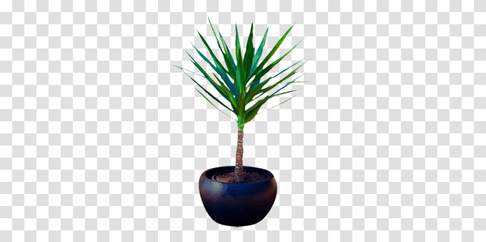 Download Hd Spineless Yucca Plant Houseplant, Palm Tree, Arecaceae, Vegetable, Food Transparent Png