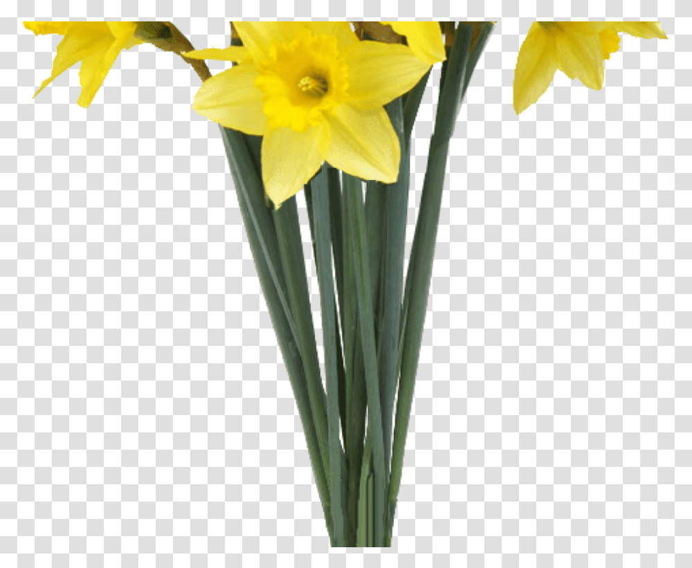 Download Hd Spring Daffodils Background Flower Background Daffodil, Plant, Blossom Transparent Png