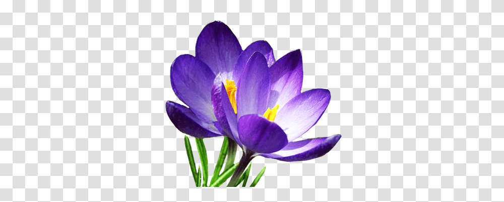 Download Hd Spring Flowers Clipart Crocus, Plant, Blossom, Petal, Potted Plant Transparent Png