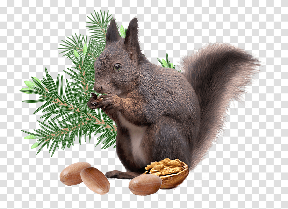 Download Hd Squirrel File Background Christmas Squirrel, Plant, Nut, Vegetable, Food Transparent Png