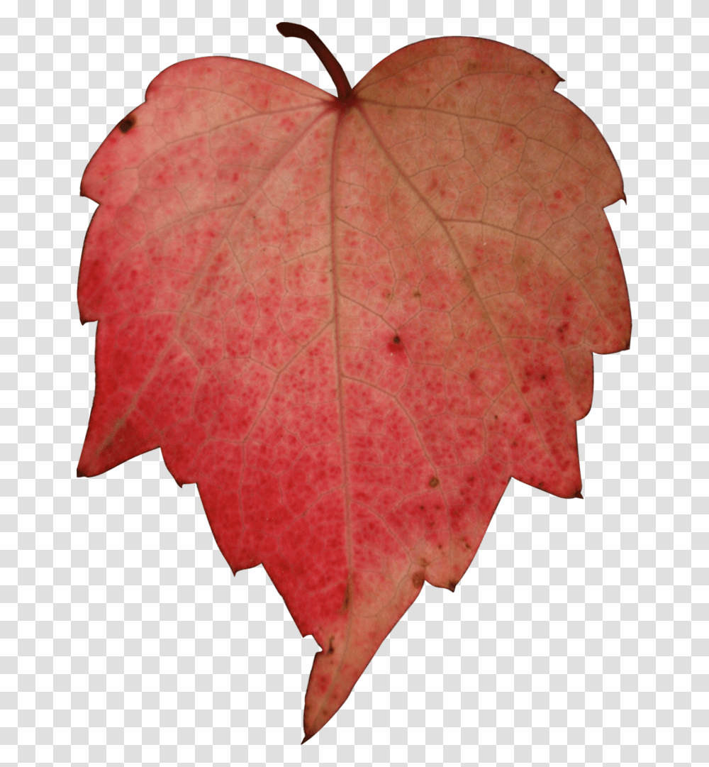 Download Hd Stock Red Leave By Nexu Tree Paper Icon, Leaf, Plant, Maple, Maple Leaf Transparent Png