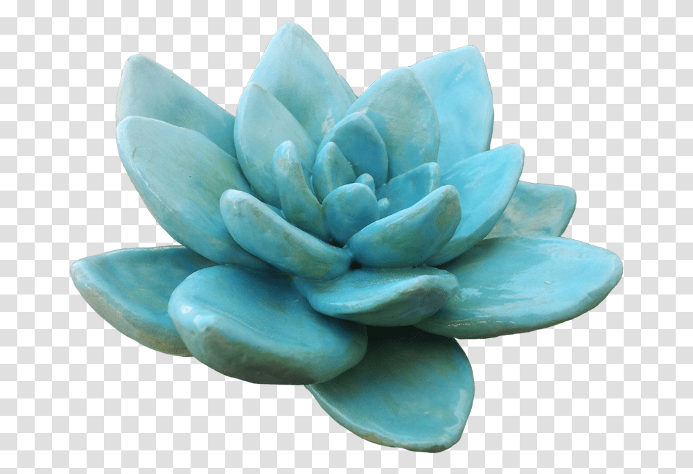 Download Hd Succulent Plant Light Transparency And Earthenware, Flower, Blossom, Turquoise, Brooch Transparent Png