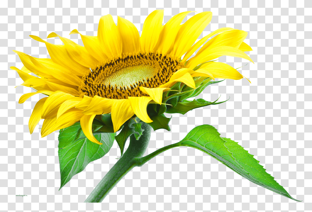 Download Hd Sunflower Images Sunflower Transparent Png
