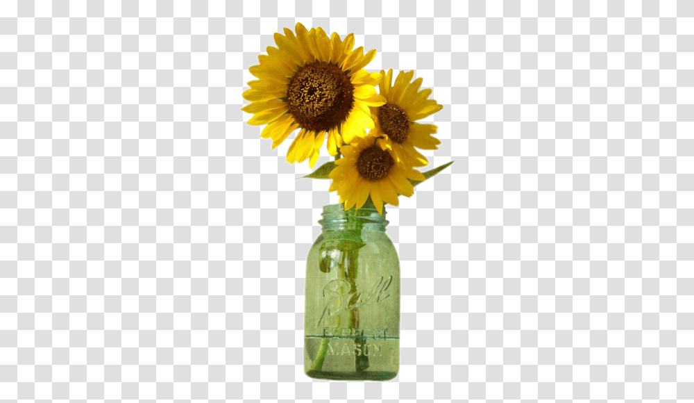 Download Hd Sunflowers Mason Jar Drawing Sunflowers In Jar, Plant, Blossom, Daisy, Daisies Transparent Png