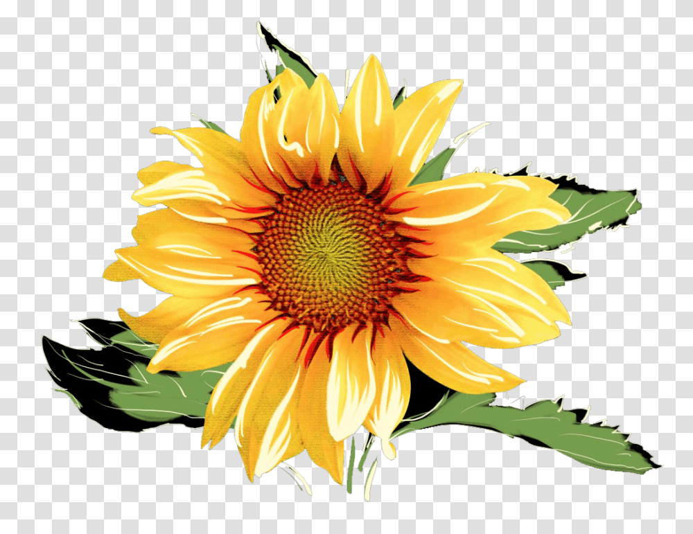 Download Hd Sunflowers Watercolor Watercolor Sunflower Background, Plant, Blossom, Daisy, Daisies Transparent Png