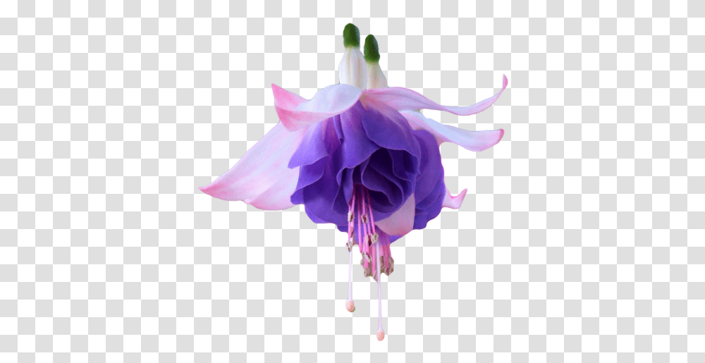 Download Hd The Gallery For > Tumblr Collage Fuchsia Flower, Plant, Geranium, Iris, Rose Transparent Png
