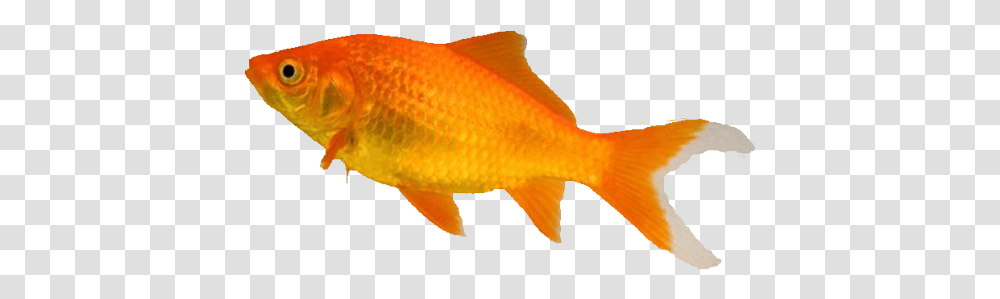 Download Hd The Pet Shop Worthing Types Of Goldfish Types Of Goldfish, Animal Transparent Png