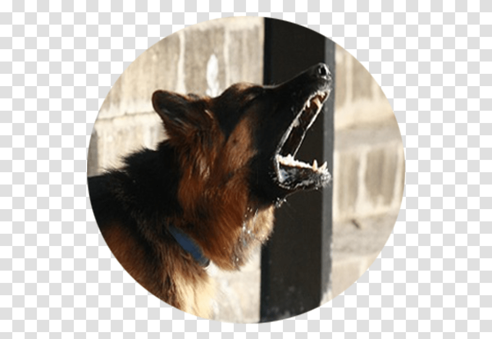 Download Hd The Quiet, German Shepherd, Dog, Pet, Canine Transparent Png