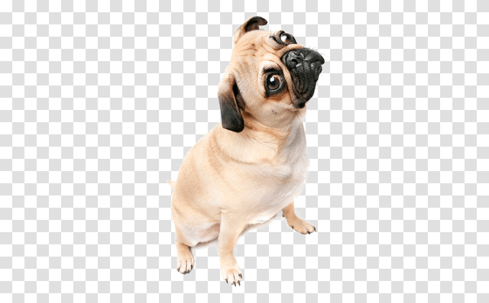 Download Hd Thug Life Pug Image Pug Background, Dog, Pet, Canine, Animal Transparent Png