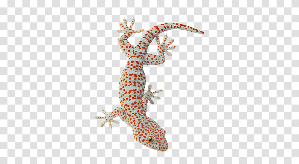 Download Hd Tokay Gecko Lizard Animals Of Southeast Asia Gecko Tokay, Reptile, Pajamas, Clothing, Apparel Transparent Png