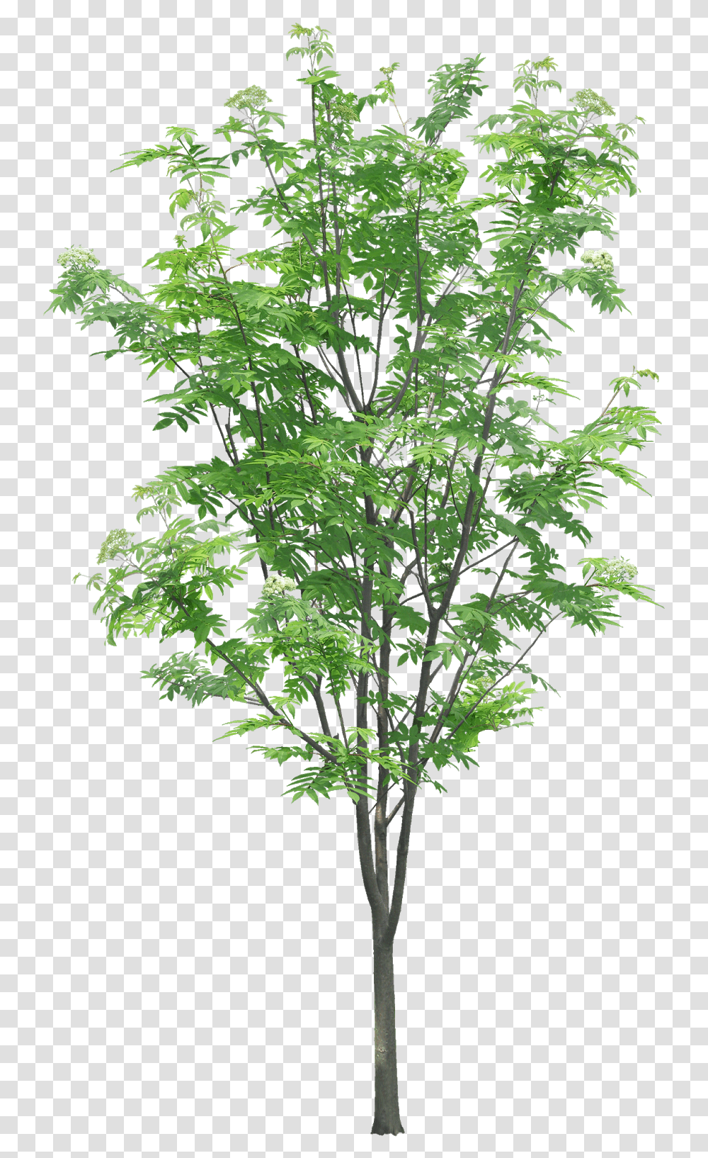 Download Hd Tree Branches Leaves Palm Autumn Tree Branch Texture, Plant, Maple, Leaf, Vegetation Transparent Png