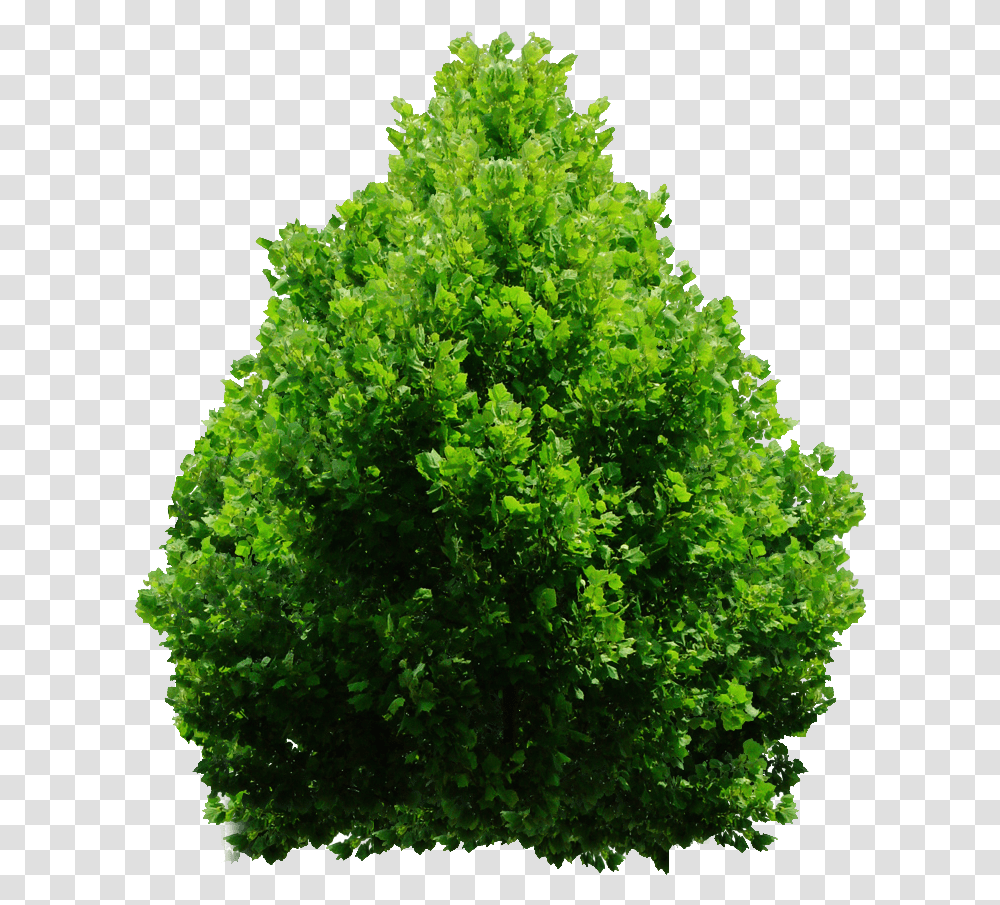 Download Hd Tree Bush Shrubs, Plant, Vegetation, Maple, Green Transparent Png