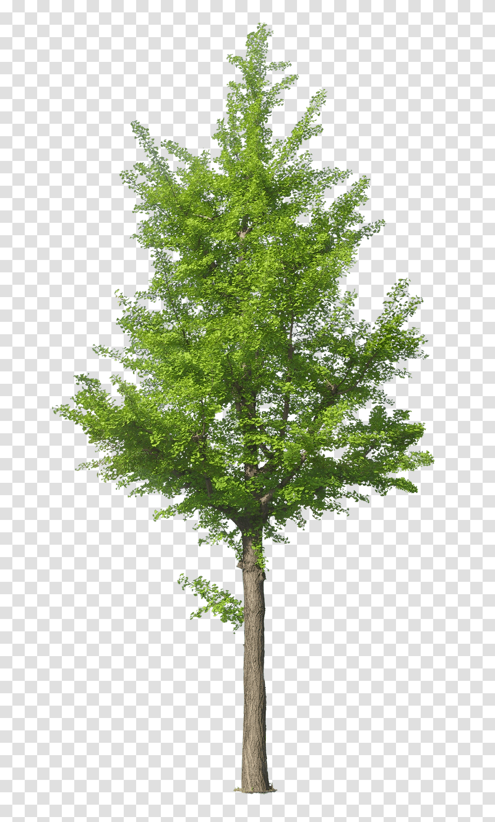 Download Hd Tree Psd Photoshop Tree Front View, Plant, Cross, Symbol, Maple Transparent Png