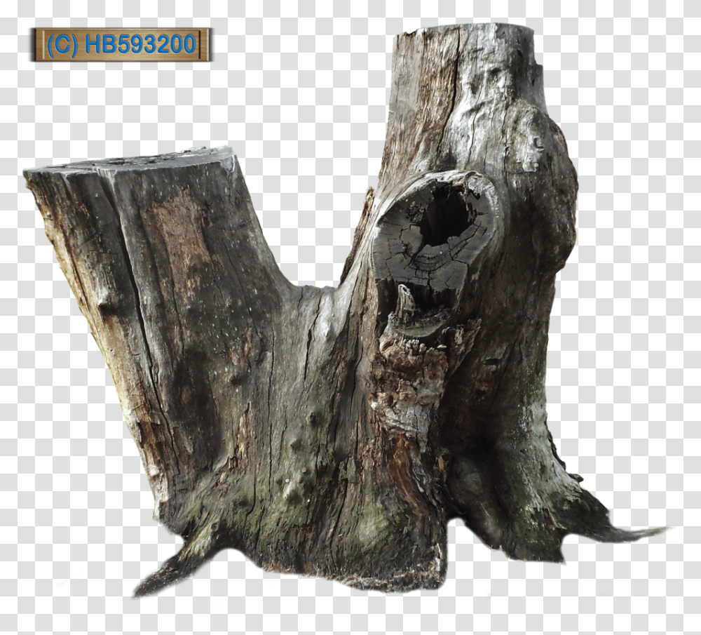 Download Hd Tree Stump Old Tree Stump Dead Tree Stump, Wood, Hole Transparent Png