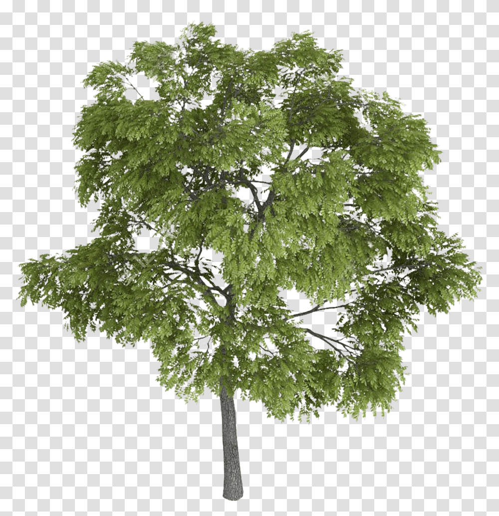Download Hd Tree Tops Trees Top View Landscape Sketch Tree Sketch, Plant, Moss, Conifer, Jar Transparent Png