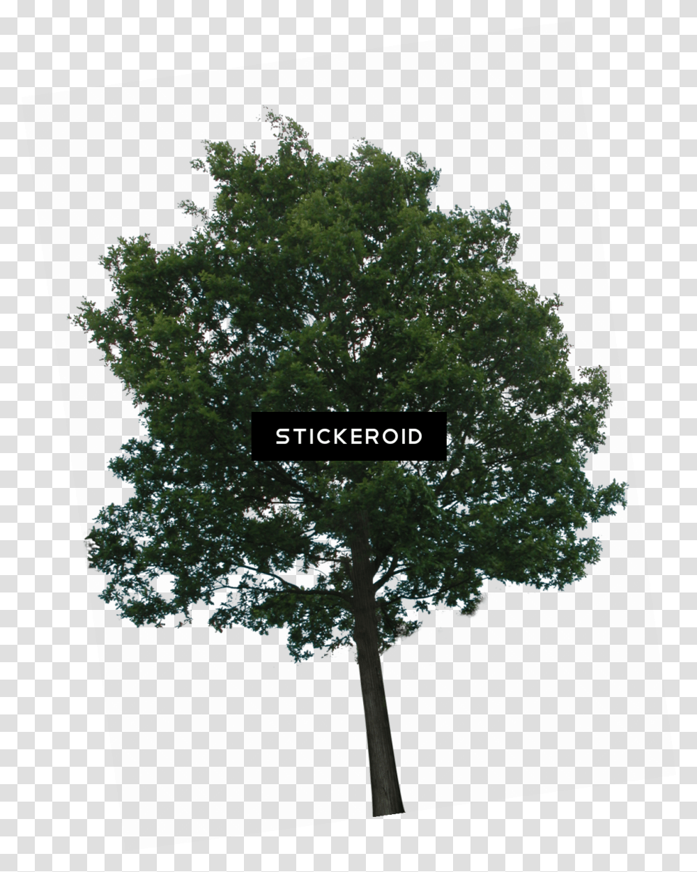 Download Hd Tree Tree Transparency, Plant, Oak, Sycamore, Cross Transparent Png