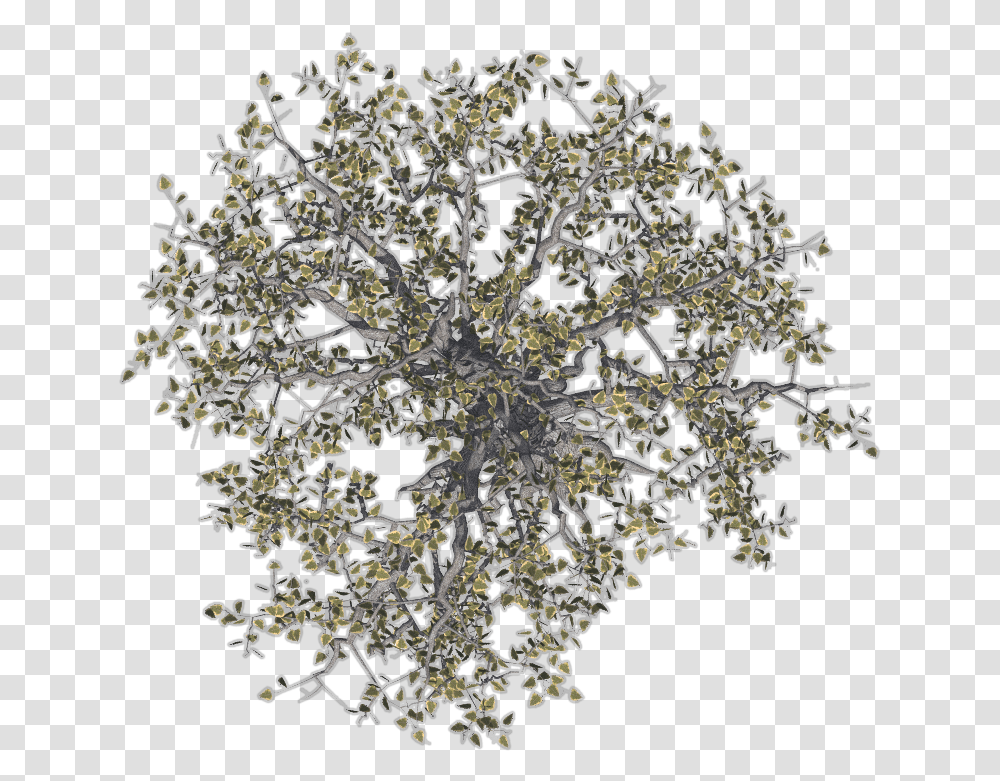 Download Hd Trees Image Tree Top View, Ornament, Pattern, Fractal, Cross Transparent Png