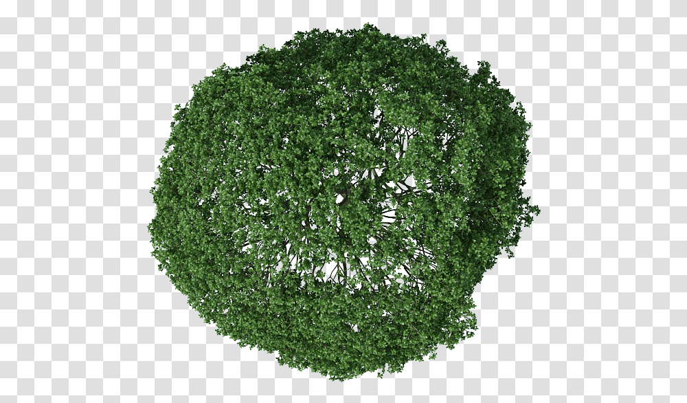 Download Hd Trees Plan View Black And White Tree In Background Tree Plan, Moss, Plant, Bush, Vegetation Transparent Png