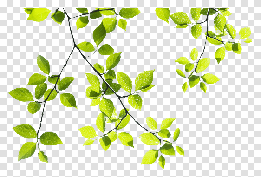 Download Hd Tropical Branch Branches Of Tree Green Tree Branch, Leaf, Plant, Pattern, Graphics Transparent Png