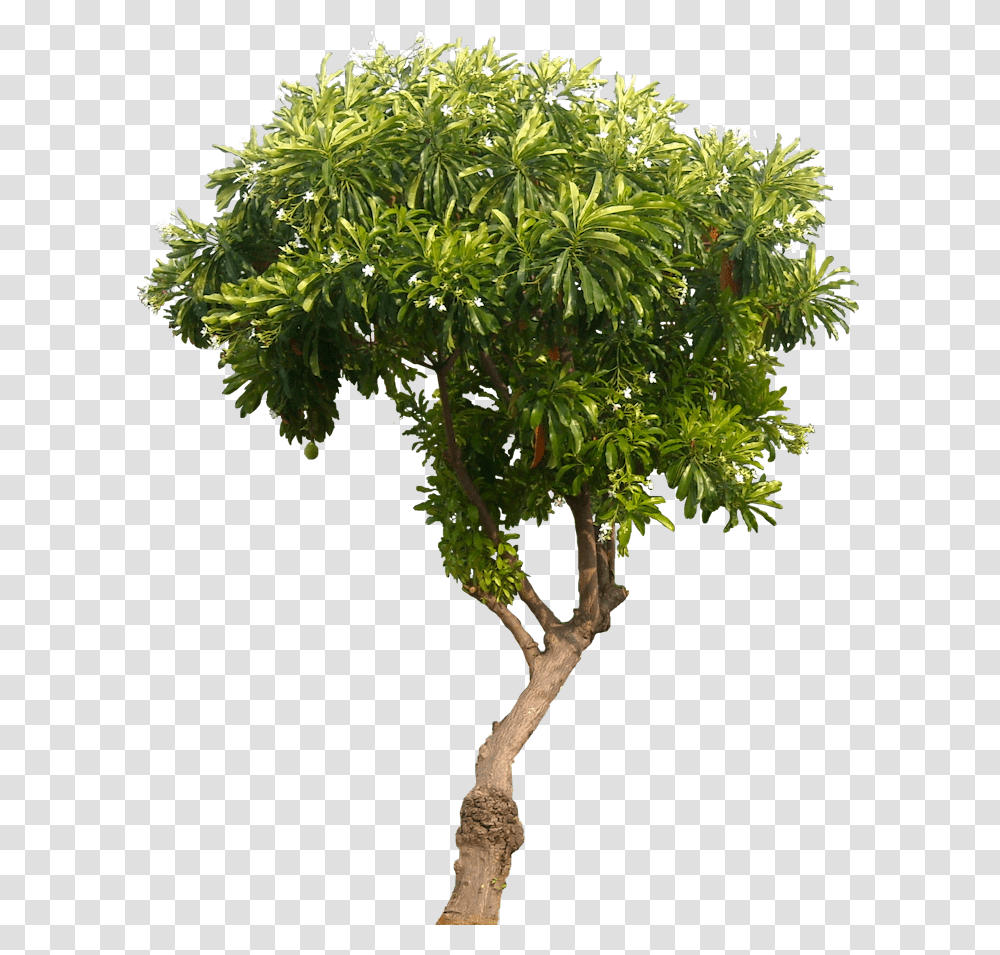 Download Hd Tropical Plant Pictures Cerbera Mango Tree No Mango Tree Images, Potted Plant, Vase, Jar, Pottery Transparent Png