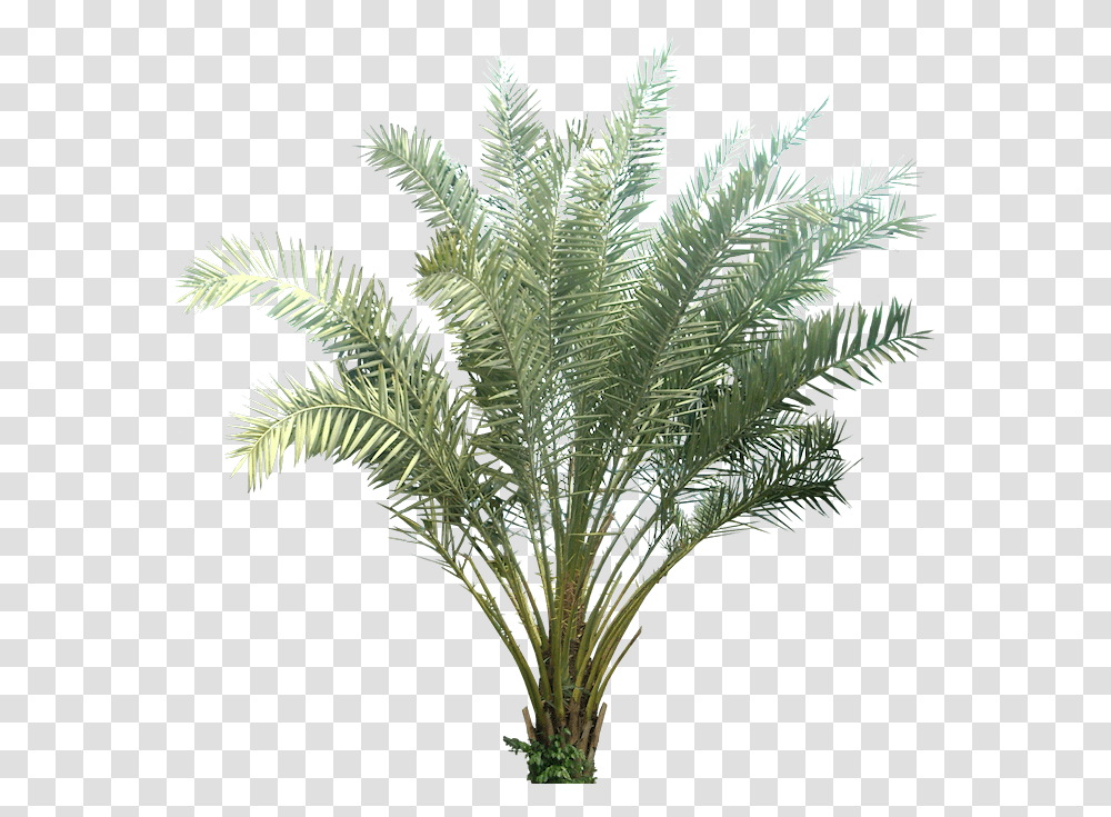 Download Hd Tropical Plant Pictures Plants With Background, Tree, Palm Tree, Arecaceae, Fern Transparent Png