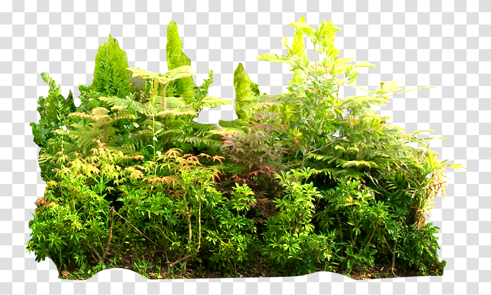 Download Hd Tropical Rainforest Rainforest, Plant, Potted Plant, Vase, Jar Transparent Png