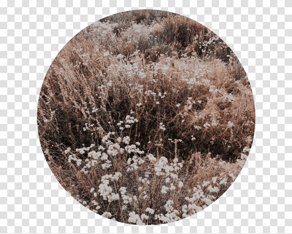 Download Hd Tumblr Aesthetic Brown Flower Flowers Brown Flowers Aesthetic, Rug, Plant, Blossom, Cotton Transparent Png