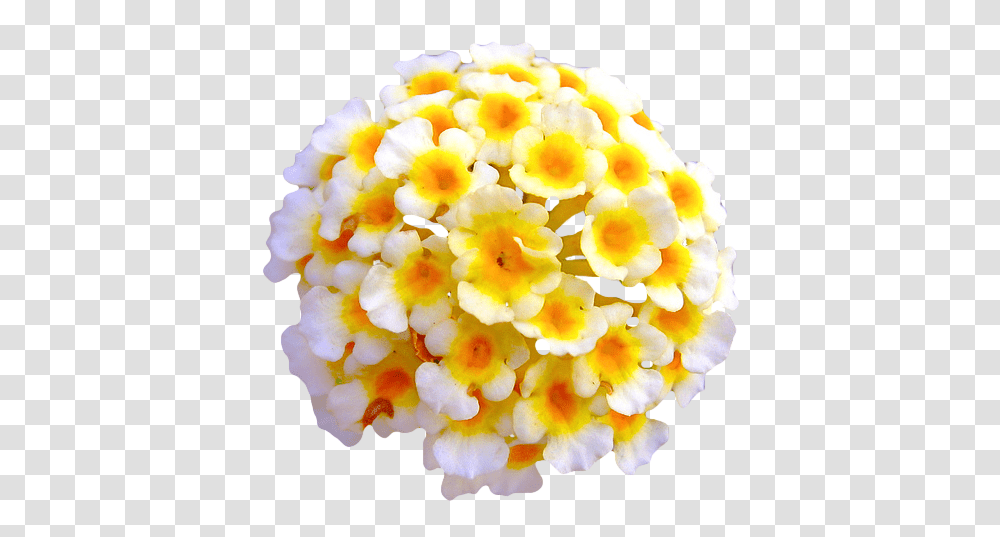 Download Hd Tumblr Nnipvftdco1rm6jd7o1 Flower Tumblr Lantana, Plant, Blossom, Petal, Geranium Transparent Png