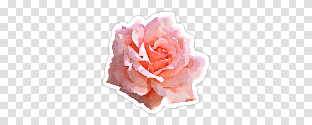 Download Hd Tumblr Summer Graphic Watercolor Pink Rose, Plant, Flower, Blossom, Accessories Transparent Png