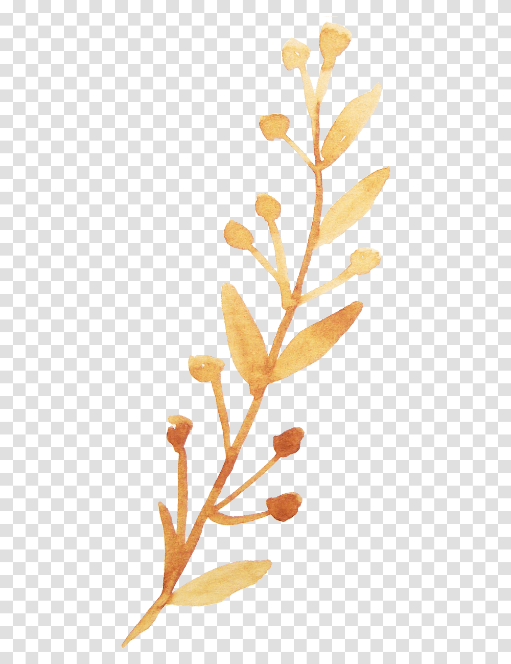 Download Hd Twig Vector Watercolor Orange Watercolor Vector, Plant, Flower, Blossom, Acanthaceae Transparent Png