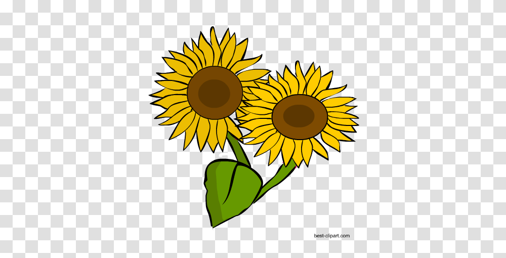 Download Hd Two Sunflowers Clip Art Image Sunflower Two Sunflower Clipart, Plant, Blossom Transparent Png