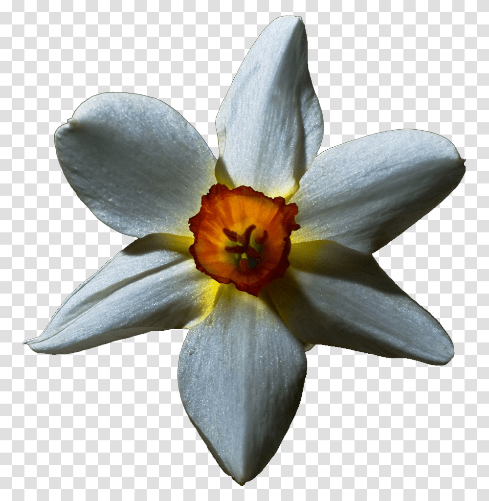 Download Hd 'white Lily' Flowers With Black Flowers With Black Background, Plant, Blossom, Daffodil, Pollen Transparent Png