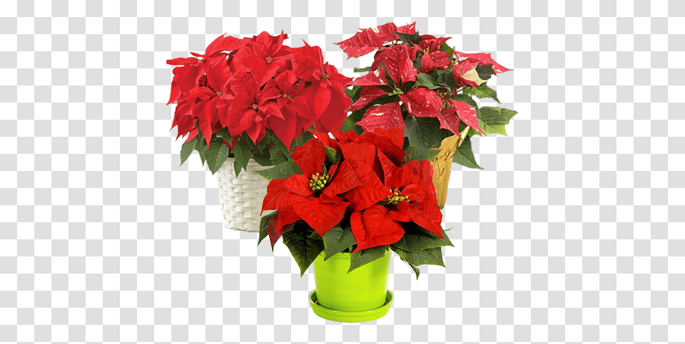 Download Hd Unique Christmas Plants Poinsettia, Flower Bouquet, Flower Arrangement, Blossom, Petal Transparent Png