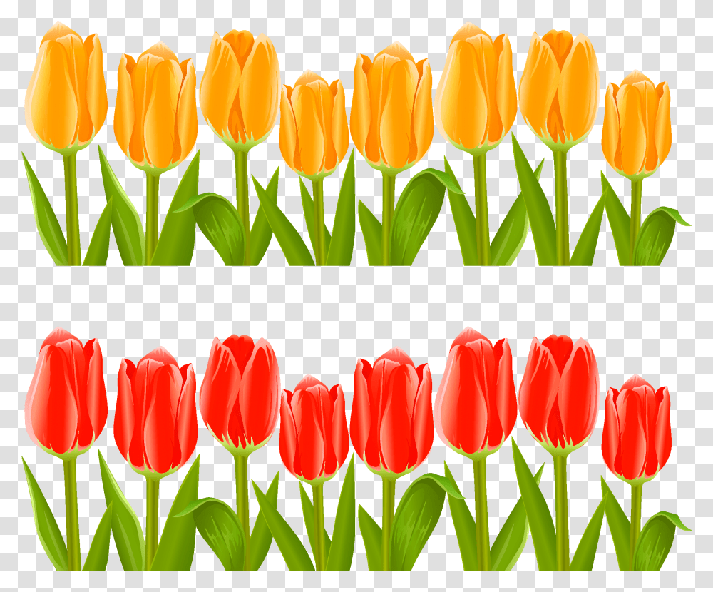 Download Hd Vector Indira Gandhi Memorial Tulip Tulips Garden Flower Clipart, Plant, Blossom, Advertisement, Petal Transparent Png
