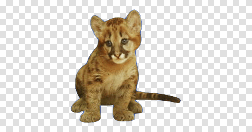 Download Hd Vector Library Stock About Puma Infantil Animal, Mammal, Wildlife, Cougar, Cat Transparent Png