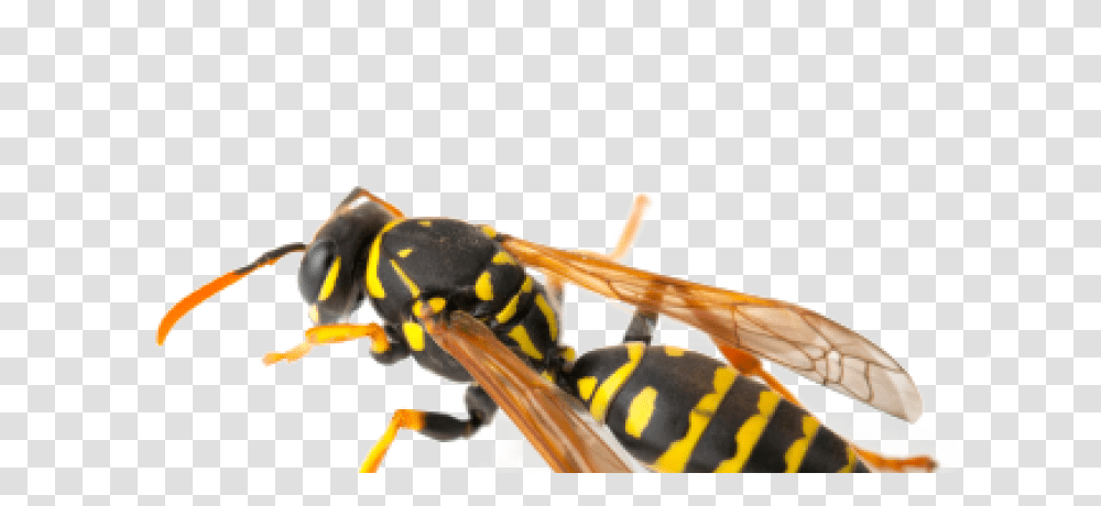 Download Hd Wasps Wasp, Bee, Insect, Invertebrate, Animal Transparent Png