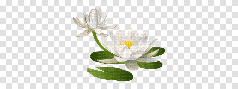 Download Hd Water Lily Pad Water Lily Pad, Flower, Plant, Blossom, Pond Lily Transparent Png